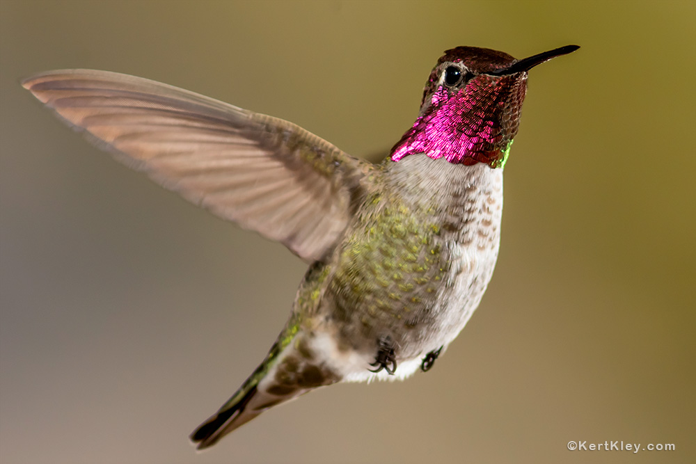 Ruby-Throated Hummingbird in flight