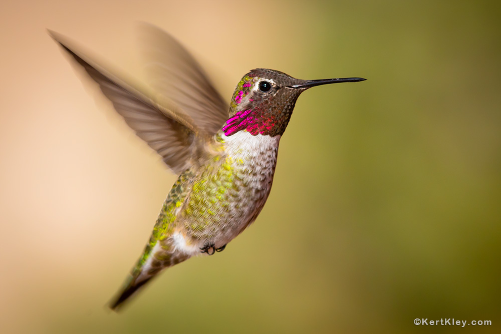 Ruby-Throated Hummingbird pictures