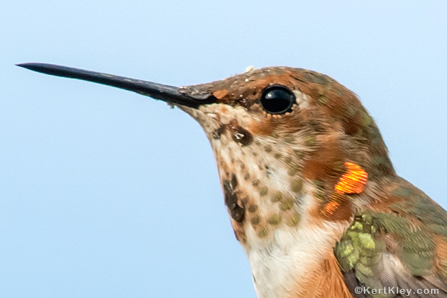 Hummingbird in fight