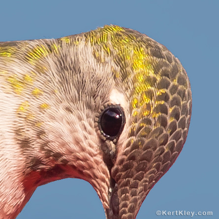 Hummingbird - delicate feathers.