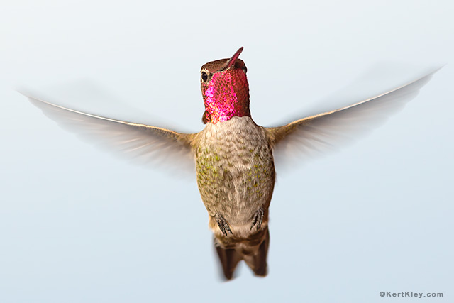 Ruby-Throated Hummingbird