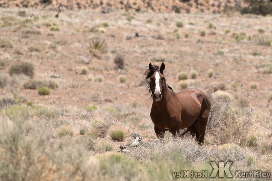 Wild Horse 05