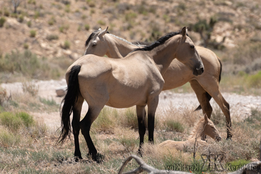 Wild Horse 06