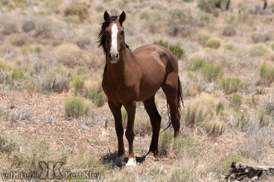 Wild Horse 11